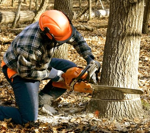 Tree Removal in Preston, OK